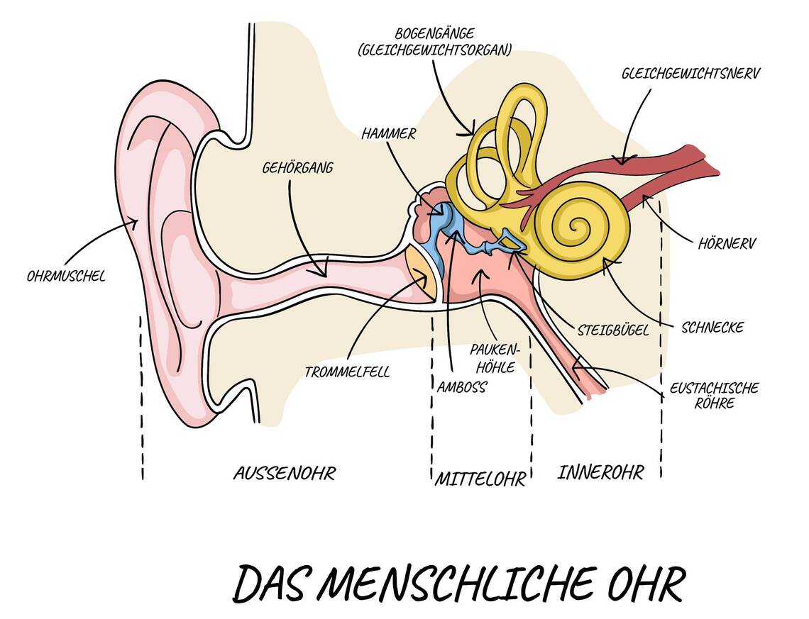 Zeichnung der Anatomie eines Ohres | © Adobe Stock