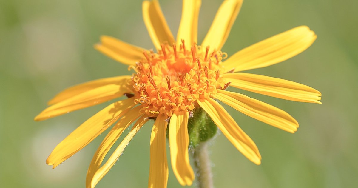 Arnica: proprietà ed usi del rimedio multitasking - Salute in Erba